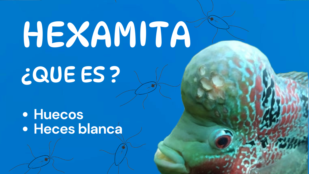 fondo_blog4_2